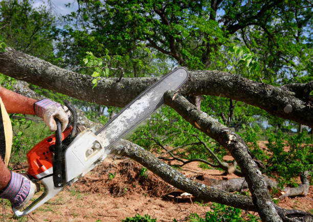 Best Tree and Shrub Care  in Oakwood, GA